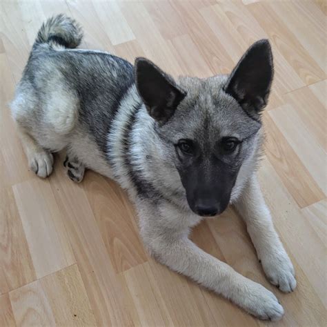 Odin - 4 months old | Norwegian elkhound, Cute animals, Puppies