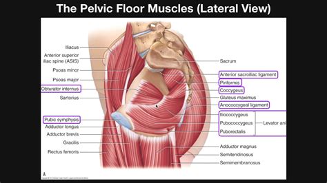 The Pelvic Floor Muscles (Part 2) | Origins, Insertions, Actions, Etc. - YouTube