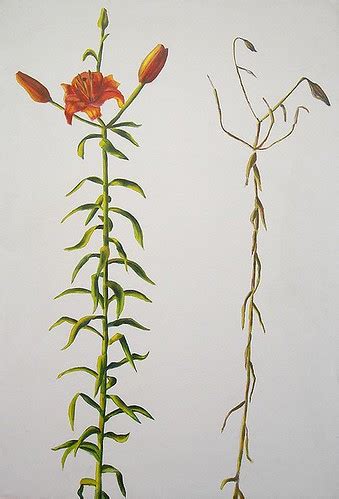 flower painting oil on canvas אמנות ישראלית רפי פרץ flower… | Flickr