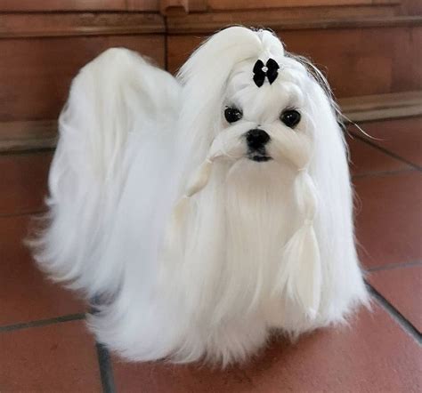 32+ haircut styles for maltese dogs | HaselHarlynn