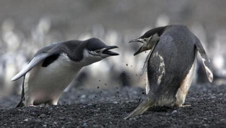 La desgarradora pelea entre dos pingüinos por amor
