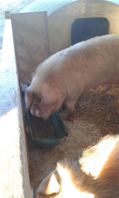 How to become a pig farmer? - Wookey Farm