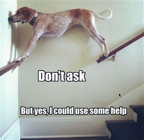 This Dog Needs Help (With images) | Animal jokes, Funny dog memes, Funny meme pictures