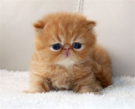 ALFENLOCH STARS OF FIRE Solid Red male Persian kitten | Persian kittens ...