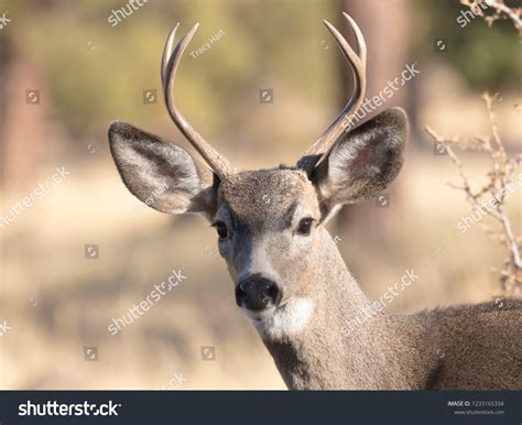 Black Tailed Mule Deer Buck Antlers Stock Photo 1233165334 | Shutterstock