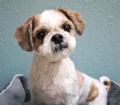 Chunk Shih Tzu Adult - Adoption, Rescue for Sale in Tualatin, Oregon Classified | AmericanListed.com