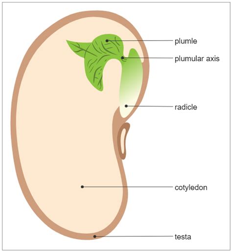 Seed Diagram - Biology Diagram in 2023 | Biology diagrams, Parts of a seed, Different types of seeds