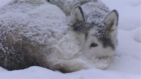 Dogs Born For Snow - Ten Dog Breeds That Love Snow