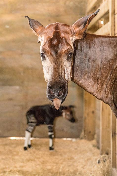 A Tail of Two Okapi - ZooTampa at Lowry Park