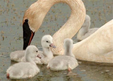 Trumpeter Swan - American Bird Conservancy