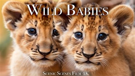 Wild Babies 4K - Amazing World Of Young Animals | Baby Animals | Scenic Relaxation Film - YouTube