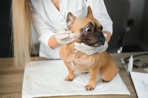 Premium Photo | Happy veterinarian doctor with a dog at vet clinic