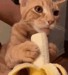 Funny Orange Cat Eating Banana GIF | GIFDB.com