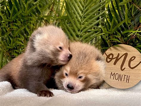 BPZOO Welcomes Two Endangered Red Panda Cubs | The Buttonwood Park Zoo