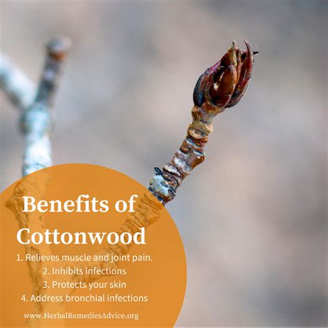 Cottonwood Benefits