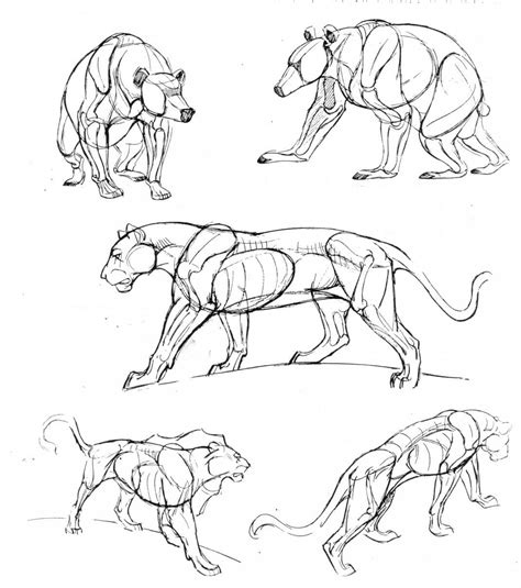 Lion anatomy - Hind legs | Lion | Pinterest | Anatomy For Artists, Animal Anatomy and Anatomy