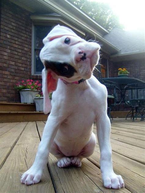 Bulldog puppy tilting its head - Teh Cute