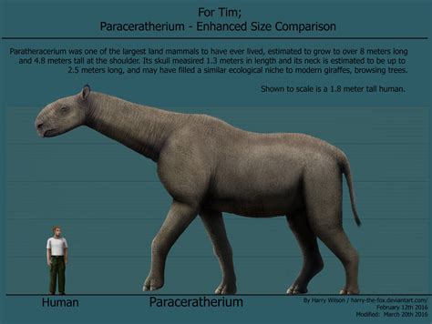 Изображение - Paraceratherium enhanced size.jpg | Вымершие животные вики | FANDOM powered by Wikia