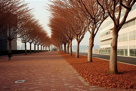 Park Avenue Background, Autumn, Street, High Resolution Background ...