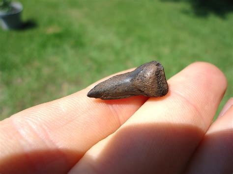 Rare Extinct Armadillo Claw Core | Xenarthra | FOSSILS | Prehistoric Florida