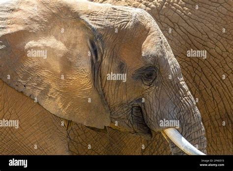 Elephants endangered hi-res stock photography and images - Alamy