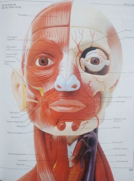 Human muscles and its types (मानव मांसपेशियां और इसके प्रकार) | Muscles of facial expression ...