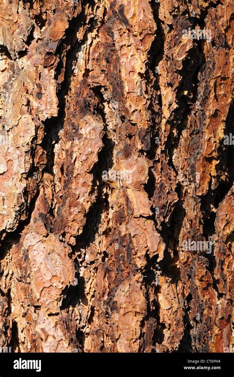 Pine tree bark Stock Photo - Alamy