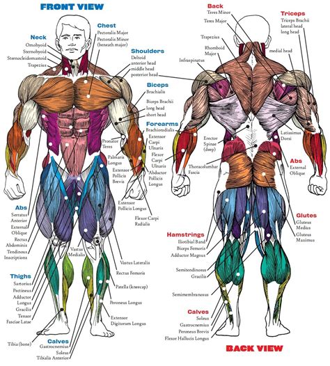 Muscle Anatomy Bodybuilding Book Muscle Anatomy Book Human Anatomy Diagram | Dragon ball art ...