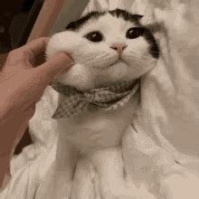 Cute Cat GIF - Cute Cat Squish - Discover & Share GIFs