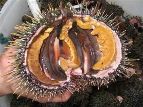 Kina a.k.a. sea urchin | Island food, Celebrate good times, Sea urchin