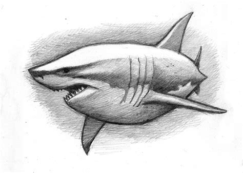 A cuddly great white shark (pencil sketch) | Tubarões, Desenho, Desenhos