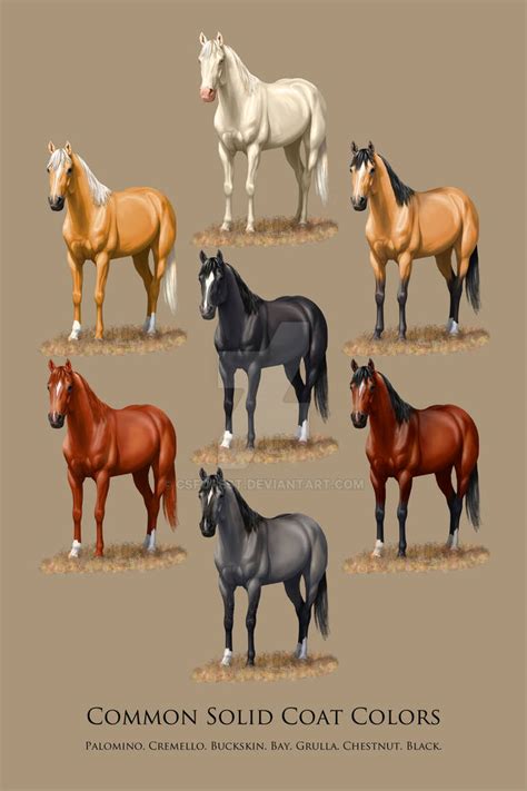 Horse Common Solid Coat Colors Chart by CSForest on DeviantArt