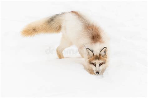 Red Marble Fox Vulpes Vulpes Digs in Snow Stock Image - Image of action ...