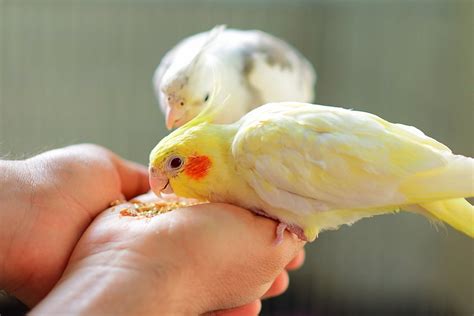 140 Cute Cockatiel Bird Names For Your New Pet-Vi Handler Om Kjæledyr | Anne Marie