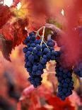 'Cabernet Sauvignon Grapes, Napa Valley, California' Photographic Print - Karen Muschenetz ...