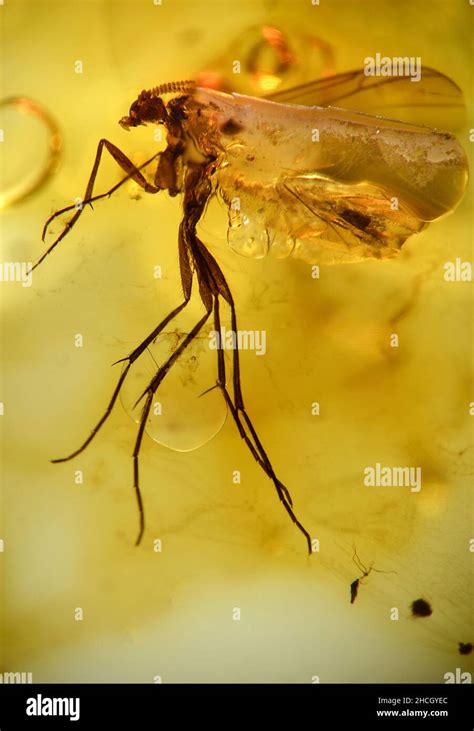 Fossilised fly in amber resin hi-res stock photography and images - Alamy