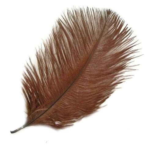 Brown Ostrich Feather | Large Feathers | Feather Planet