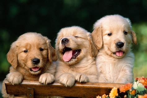 Cute Dog Wallpaper Hd Desktop Wallpapers 4k Hd - vrogue.co