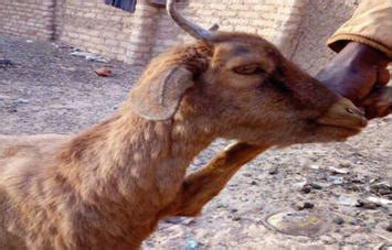 Common Diseases of Goats, Treatment and Preventive Measures | IntechOpen