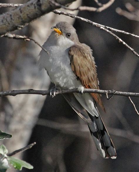 CAB05732a | Yellow-billed Cuckoo at the North Roosevelt Trap… | Flickr