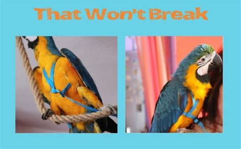 A parrot harness that won't break! - Macaw Facts