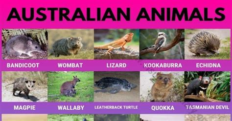 Australian Animals: List of 30 Famous Animals in Australia - Visual Dictionary