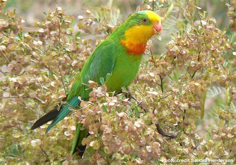 Superb Parrot habitat restoration - Greening Australia - Greening Australia