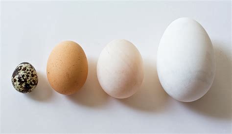 A Veritable Variety: A Guide To Eggs Of 4 Poultry Species - Hobby Farms