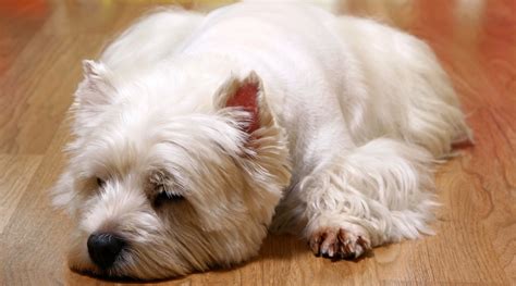 What Is The Best Treatment For Dogs With Arthritis