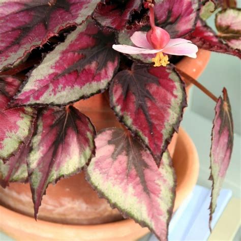 Care For Begonia Rex - Teak And Terracotta