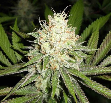 Cherry O.G. (MTG Seeds) :: Cannabis Strain Info
