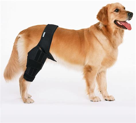 7 Best Dog Knee Braces