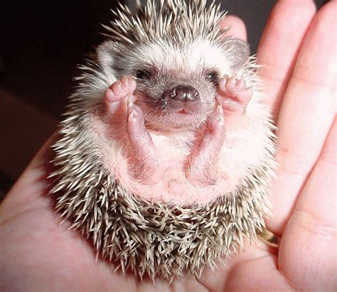 Hedgehog | Baby Hedgehog at the hedgehog sanctuary... soooo … | Flickr