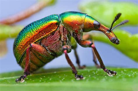 Photo Bugs Insects Trubkovich polyphagous animal Closeup